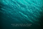 [夺命狂鲨(港) / 绝鲨岛(台) / 浅滩 / 滩涂 / 深水之下 / In The Deep/鲨滩 The Shallows][2016][美国][惊悚][英语]